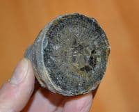 A pair of nice fossil Corals, cut and polished to show internal structures, Old UK collection. SOLD