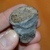 A pair of nice fossil Corals, cut and polished to show internal structures, Old UK collection. SOLD
