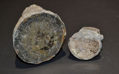 A pair of nice fossil Corals, cut and polished to show internal structures, Old UK collection. SOLD