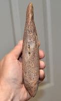 A  Rare, complete, Pliosaur Propodial limb bone (paddle) Jurassic, Kimmeridgian, Dorset (N81) SOLD