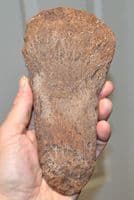 A  Rare, complete, Pliosaur Propodial limb bone (paddle) Jurassic, Kimmeridgian, Dorset (N81) SOLD