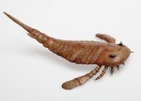A rare fossil of a Eurypterid 