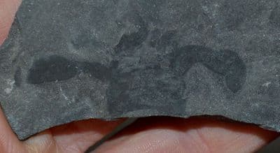 A rare fossil of a Eurypterid 