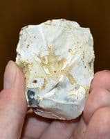 A rare Mesolithic 