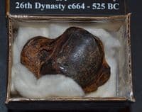 A rare Mummified heel/ankle bone from an Ancient Egyptian Mummy (K28) SOLD