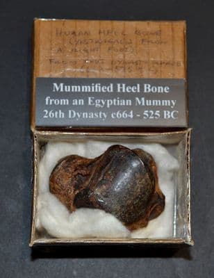 A rare Mummified heel/ankle bone from an Ancient Egyptian Mummy (K28) SOLD