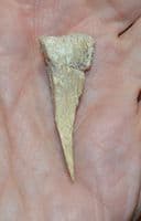 A rare Neolithic carved bone awl (Ghassulian Culture) Teleilat el-Ghassul, Jordan. SOLD