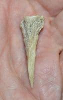 A rare Neolithic carved bone awl (Ghassulian Culture) Teleilat el-Ghassul, Jordan. SOLD