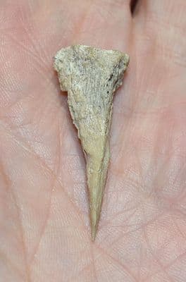 A rare Neolithic carved bone awl (Ghassulian Culture) Teleilat el-Ghassul, Jordan. SOLD