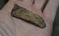 A rare piece of Bronze Age wood from site of an Ancient boat excavation, East Yorkshire (K5)