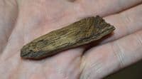 A rare piece of Bronze Age wood from site of an Ancient boat excavation, East Yorkshire (K5)