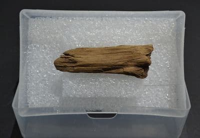 A rare piece of Bronze Age wood from site of an Ancient boat excavation, East Yorkshire (K5)