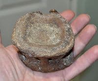 A  Rare Plesiosaur neck vertebrae, Jurassic Period, Kimmeridgian, Dorset (N72) SOLD