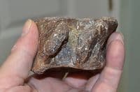 A  Rare Plesiosaur neck vertebrae, Jurassic Period, Kimmeridgian, Dorset (N72) SOLD