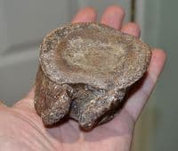 A  Rare Plesiosaur neck vertebrae, Jurassic Period, Kimmeridgian, Dorset (N72) SOLD