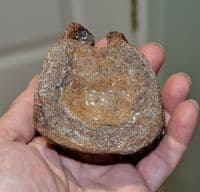A  Rare Plesiosaur neck vertebrae, Jurassic Period, Kimmeridgian, Dorset (N72) SOLD