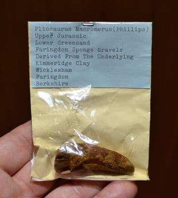 A rare Pliosaur (Macromeris Sp) tooth,  Upper Jurassic Period, Berkshire, Old Collection piece SOLD