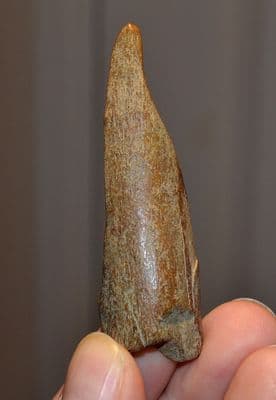 A rare Upper Palaeolithic - Mesolithic period carved and polished Bone Awl / Burin from Kent. SOLD