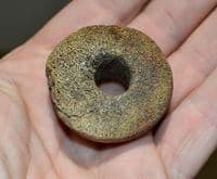 A scarce and excellent, Anglo Saxon carved and polished Bone Spindle Whorl,Thetford, Norfolk. SOLD