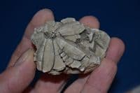 A scarce fossil Blastoid (extinct stemmed Echinoderm [Sea Urchin]), Devonian period.