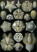 A scarce fossil Blastoid (extinct stemmed Echinoderm [Sea Urchin]), Devonian period.