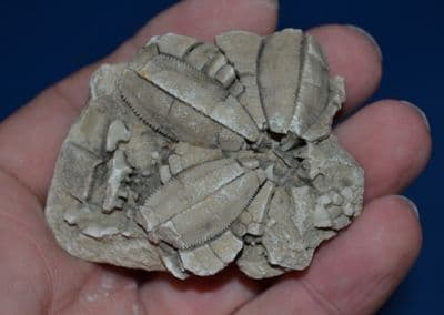 A scarce fossil Blastoid (extinct stemmed Echinoderm [Sea Urchin]), Devonian period.