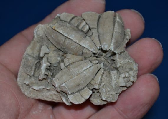 A scarce fossil Blastoid (extinct stemmed Echinoderm [Sea Urchin]), Devonian period.