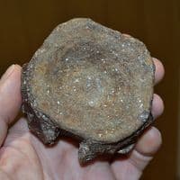 A  scarce Pliosaur neck vertebrae, Jurassic Period, Kimmeridgian, Dorset (N94) SOLD
