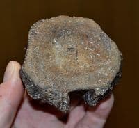 A  scarce Pliosaur neck vertebrae, Jurassic Period, Kimmeridgian, Dorset (N94) SOLD