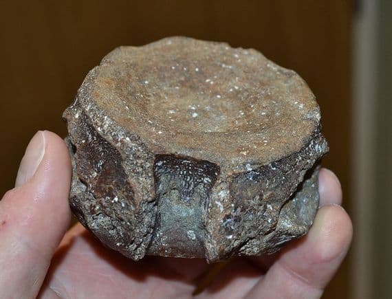A  scarce Pliosaur neck vertebrae, Jurassic Period, Kimmeridgian, Dorset (N94) SOLD