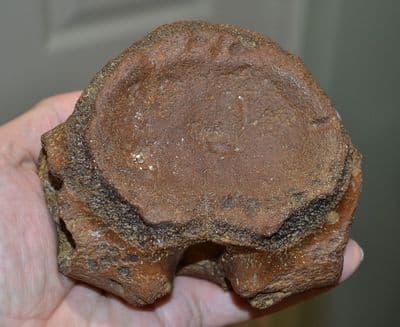 A very large and excellent Pliosaur vertebrae, Jurassic Period, Kimmeridgian , Dorset (N76)