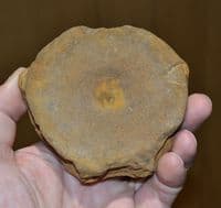 A very large and nice quality Icthyosaur vertebrae, Jurassic Period, Dorset (N92)