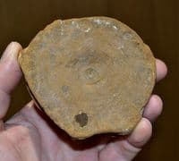 A very large and nice quality Icthyosaur vertebrae, Jurassic Period, Dorset (N92)