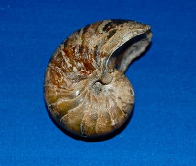 A very nice and well detailed Goniatite (Predeccesor of the Ammonite), Permian Period. SOLD