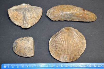 A very nice group of 4 x large Fossil Bi-valves / Brachiopods from an old Museum collection display.