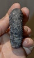 A very nice, matrix free, fossil Ammonite from Whitby, Yorkshire, [Sp.Dactylioceras Commune] SOLD