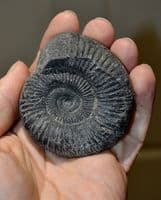 A very nice, matrix free, fossil Ammonite from Whitby, Yorkshire, [Sp.Dactylioceras Commune] SOLD