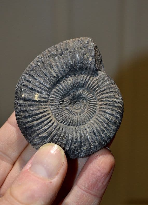 A very nice, matrix free, fossil Ammonite from Whitby, Yorkshire, [Sp.Dactylioceras Commune] SOLD