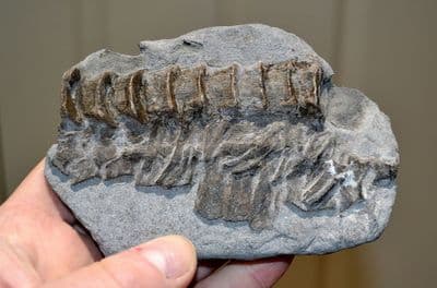 A very rare slab of Icthyosaur Verterbrae / Rib fragments, Lyme Regis, Victorian collection , SOLD