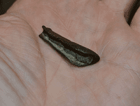 An affordable and pleasant 