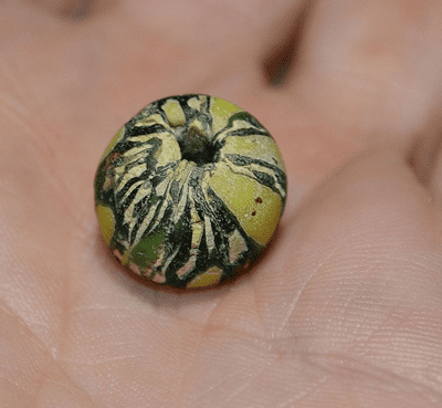 An excellent and attractive scarce Early Anglo Saxon fused glass decorative bead found in Nottinghamshire. SOLD