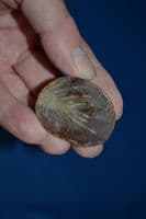 An excellent Fossilised Sea Sponge preserved within a pebble, polished for display, Suffolk.