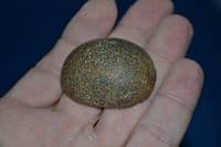 An excellent Fossilised Sea Sponge preserved within a pebble, polished for display, Suffolk.