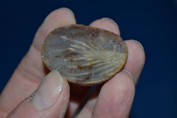 An excellent Fossilised Sea Sponge preserved within a pebble, polished for display, Suffolk.