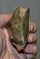 An excellent Paleolithic Mousterian (Neanderthal) flint chopper with fossil sponge , France. SOLD