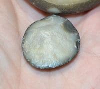 An excellent & scarce pair of Neolithic 