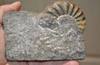 An expertly prepared pair of Asteroceras Ammonites in display slab,Jurassic Period, Lyme Regis. SOLD
