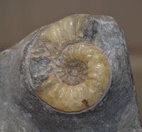 An expertly prepared pair of Asteroceras Ammonites in display slab,Jurassic Period, Lyme Regis. SOLD