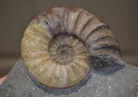 An expertly prepared pair of Asteroceras Ammonites in display slab,Jurassic Period, Lyme Regis. SOLD