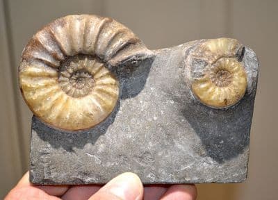 An expertly prepared pair of Asteroceras Ammonites in display slab,Jurassic Period, Lyme Regis. SOLD